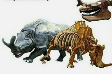 Laden Sie das Bild in den Galerie-Viewer, Brontotherium Titanothere Brontotherium Megacerops Fossilized Teeth, Fossil Teeth Brontotheriidae
