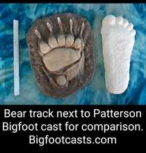 Cargar imagen en el visor de la galería, 1967 Bigfoot Patterson "Patty" track footprint cast