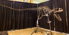 画像をギャラリービューアに読み込む, Allosaurus Arm Cast Replica (Mounted)