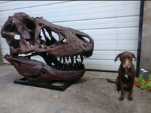 Load image into Gallery viewer, T.rex skull cast replica 1