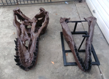 Load image into Gallery viewer, T.rex skull cast replica 1