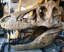 Load image into Gallery viewer, T.rex skull cast replica 1