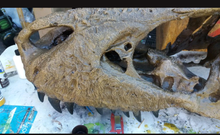 Load image into Gallery viewer, T.rex skull cast replica 1