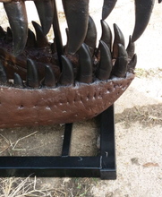 Load image into Gallery viewer, T.rex skull cast replica 1