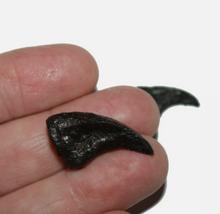 Load image into Gallery viewer, Dimetrodon limbatus claws cast replica set of 2