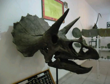 Load image into Gallery viewer, Triceratops skull cast replica reproduction for sale