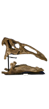 Load image into Gallery viewer, Edmontosaurus juvenile skull cast replica Dinosaur