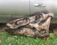Load image into Gallery viewer, Edmontosaurus Skull Plaque cast replica Dinosaur