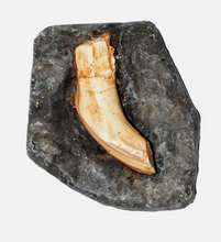 Load image into Gallery viewer, Iguanodon tooth cast replica #2 Dinosaur fossil for sale reproduction
