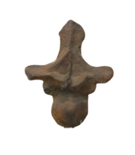 Load image into Gallery viewer, Sauropod: Argentinasaurus Vertebra cast replica Dinosaur