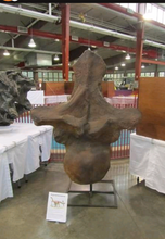 Load image into Gallery viewer, Sauropod: Argentinasaurus Vertebra cast replica Dinosaur