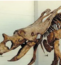 Load image into Gallery viewer, Chasmosaurus Skull cast replica dinosaur skull