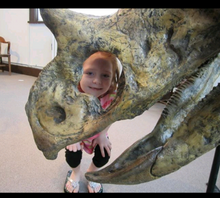 Load image into Gallery viewer, Chasmosaurus Skull cast replica dinosaur skull