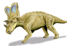 Load image into Gallery viewer, Chasmosaurus Skull cast replica dinosaur skull