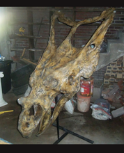 Load image into Gallery viewer, Chasmosaurus Skull cast replica dinosaur skull