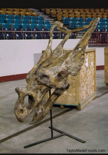 Load image into Gallery viewer, Chasmosaurus Skull cast replica dinosaur skull