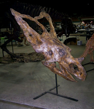 Load image into Gallery viewer, Chasmosaurus Skull cast replica dinosaur skull