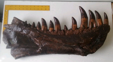 Load image into Gallery viewer, T-rex:  Dinosaur mandible cast replica T.rex Trex