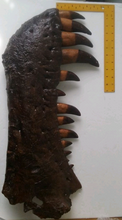 Load image into Gallery viewer, T-rex:  Dinosaur mandible cast replica T.rex Trex