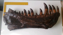 Load image into Gallery viewer, T-rex:  Dinosaur mandible cast replica T.rex Trex