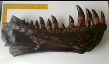 Laden Sie das Bild in den Galerie-Viewer, Rent a Dinosaur Exhibit!