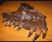 Load image into Gallery viewer, T-rex:  Dinosaur maxilla cast replica T.rex Trex