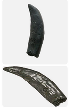 Load image into Gallery viewer, Allosaurus: Japan Allosaurus Dinosaur Fossil Tooth cast replica figure 10cm