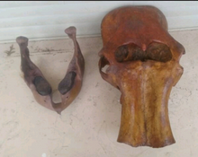 Charger l'image dans la galerie, Mammoth Skull cast replica #1 with tusks Pleistocene. Ice Age