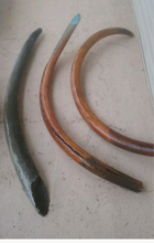 Charger l'image dans la galerie, Mammoth Skull cast replica #1 with tusks Pleistocene. Ice Age