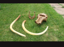 Charger l'image dans la galerie, Mammoth Skull cast replica #1 with tusks Pleistocene. Ice Age