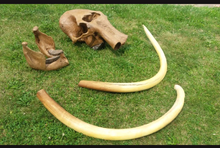 Charger l'image dans la galerie, Mammoth Skull cast replica #1 with tusks Pleistocene. Ice Age