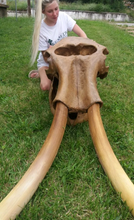 Charger l'image dans la galerie, Mammoth Skull cast replica #1 with tusks Pleistocene. Ice Age