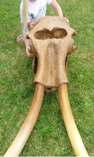 Charger l'image dans la galerie, Mammoth Skull cast replica #1 with tusks Pleistocene. Ice Age