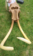 Charger l'image dans la galerie, Mammoth Skull cast replica #1 with tusks Pleistocene. Ice Age