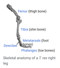 Load image into Gallery viewer, T.rex femur cast replica #3 Hank the T-Rex