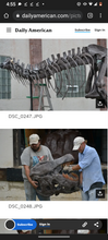 Cargar imagen en el visor de la galería, Tinker the T.rex skeleton cast replica T-rex Tinker Juvenile Trex