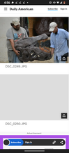 Cargar imagen en el visor de la galería, Tinker the T.rex skeleton cast replica T-rex Tinker Juvenile Trex