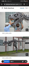 Cargar imagen en el visor de la galería, Tinker the T.rex skeleton cast replica T-rex Tinker Juvenile Trex