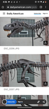 Cargar imagen en el visor de la galería, Tinker the T.rex skeleton cast replica T-rex Tinker Juvenile Trex