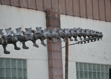 Cargar imagen en el visor de la galería, Tinker the T.rex skeleton cast replica T-rex Tinker Juvenile Trex
