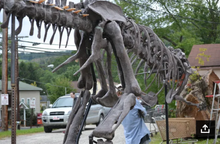Cargar imagen en el visor de la galería, Tinker the T.rex skeleton cast replica T-rex Tinker Juvenile Trex