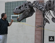 Cargar imagen en el visor de la galería, Tinker the T.rex skeleton cast replica T-rex Tinker Juvenile Trex