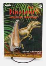 Load image into Gallery viewer, Dinosaur 4 Tooth & Claw Cast Collection Triceratops: Large Triceratops Tooth cast replica with root