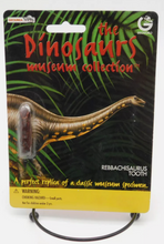 Load image into Gallery viewer, Dinosaur 4 Tooth & Claw Cast Collection Triceratops: Large Triceratops Tooth cast replica with root