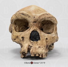 Laden Sie das Bild in den Galerie-Viewer, Homo heidelbergensis  cranium replica Full-size cast 2023