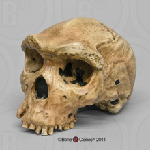Laden Sie das Bild in den Galerie-Viewer, Homo heidelbergensis  cranium replica Full-size cast 2023