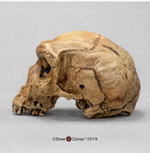 Laden Sie das Bild in den Galerie-Viewer, Homo heidelbergensis  cranium replica Full-size cast 2023