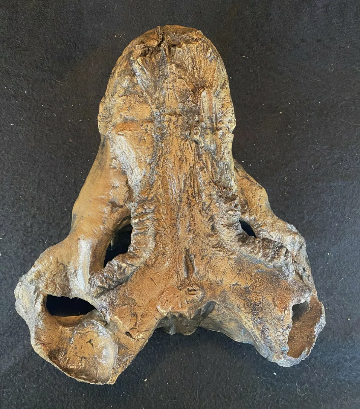 Gorgonopsid Mammal like Reptile Replica Skull Education Zoology Pa gorgonopsid-mammal-like-reptile-replica-skull-education-zoology-pa