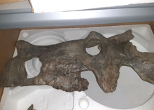 Load image into Gallery viewer, Brachyceratops Fossil Dinosaur skull for sale