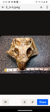Load image into Gallery viewer, Psittacosaur Skull Cast Replica Dinosaur Reproduction Dinosaur